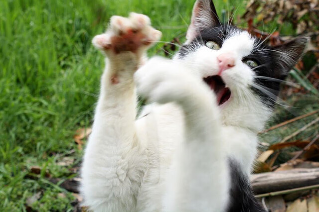 国家队中锋体系为何难以接轨现代打法,中锋队员