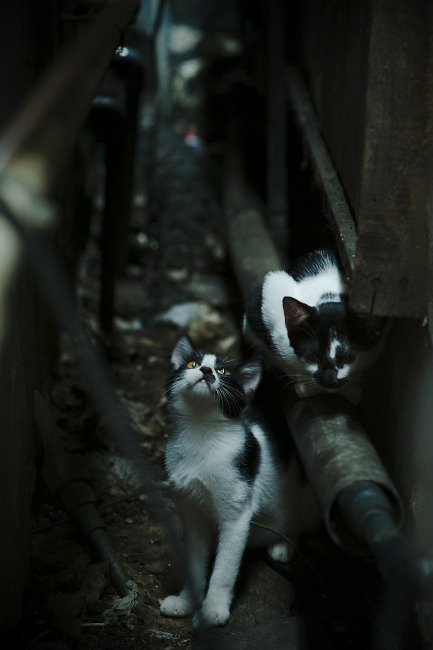 巴黎阵容深度体现轮换优势显著，巴黎阵容2020主力阵容