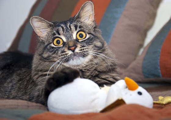 青少年体育选项课开设室外攀岩项目,青少年攀岩标准速度赛道